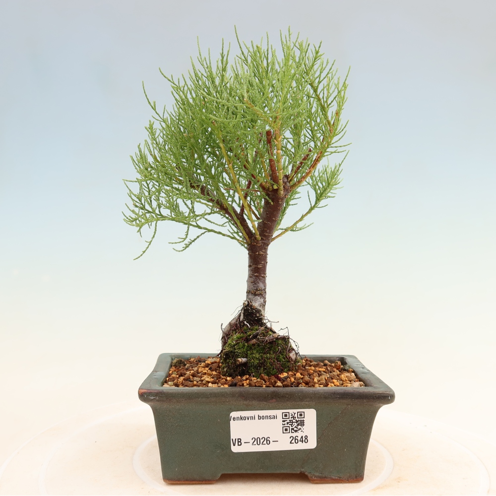 Bonsai da esterno - Tamarisco - Tamarix