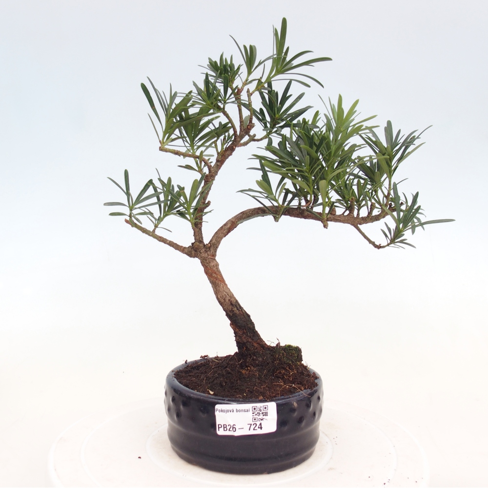 Camera bonsai - Podocarpus - Tasso delle pietre