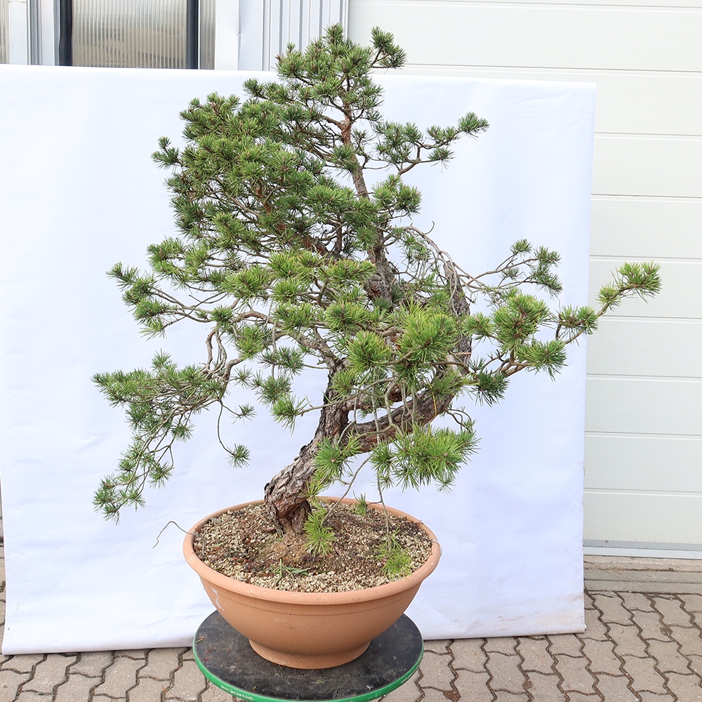 Pinus sylvestris Spagna - pino silvestre