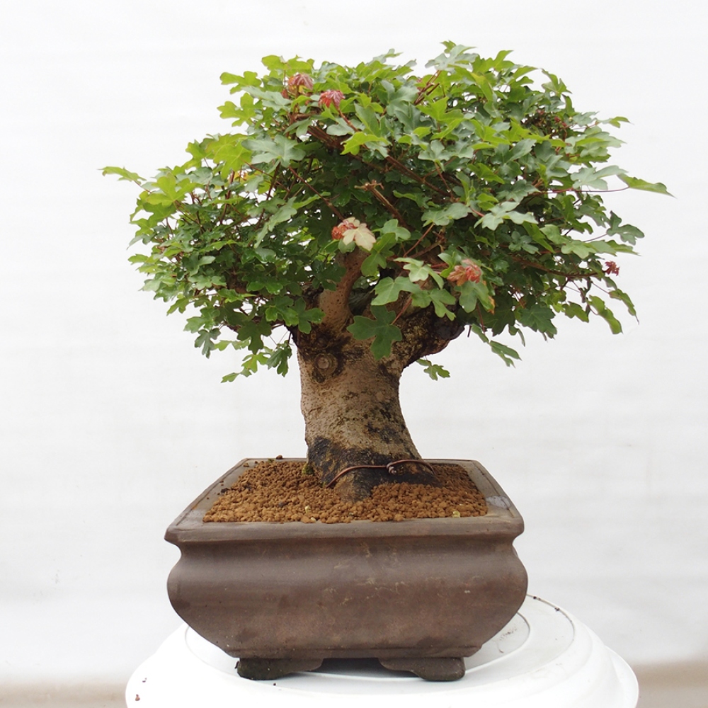 Bonsai da esterno - Acero francese - Acer Nonspessulanum