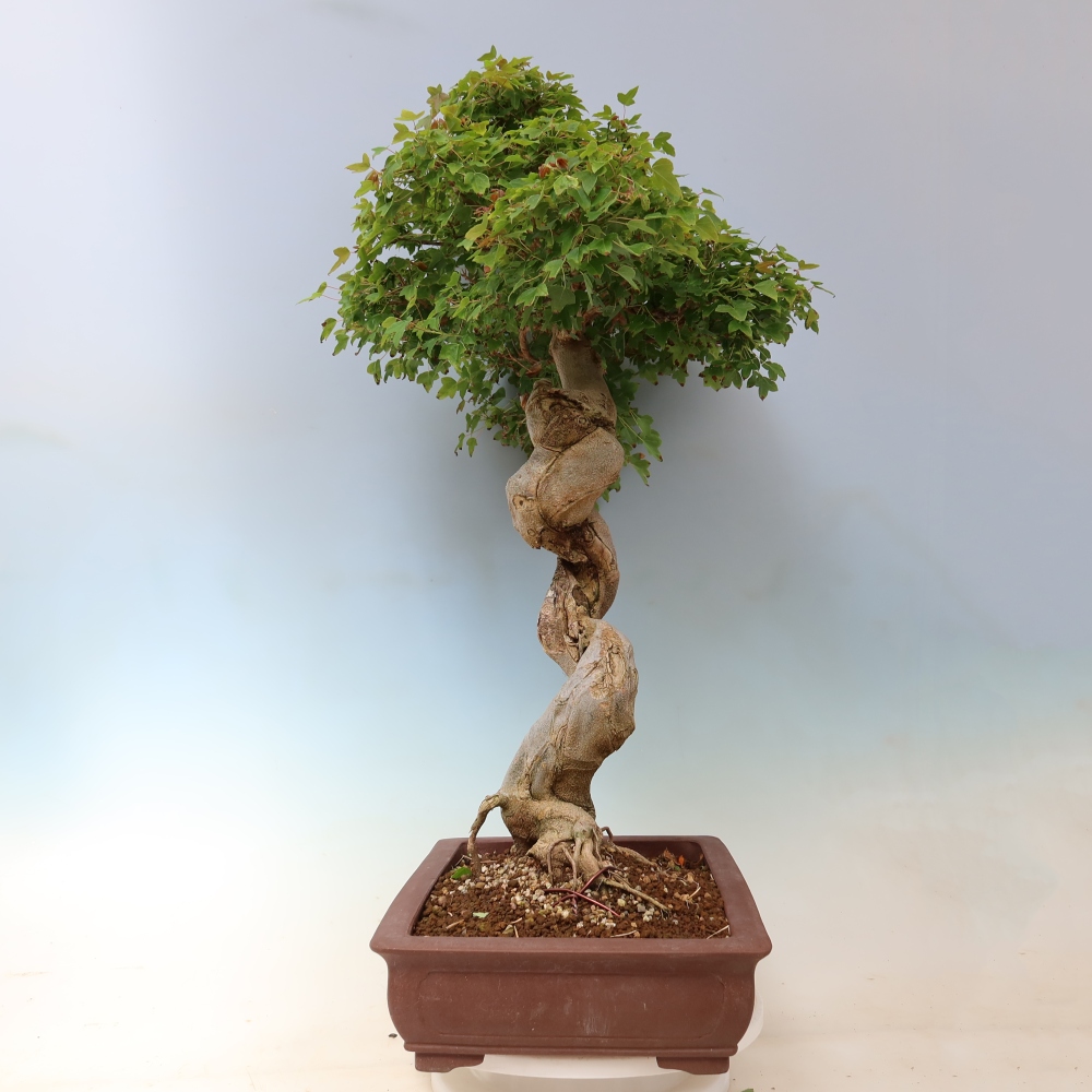 Bonsai da esterno - Acer Buergerianum - Acero di Burger