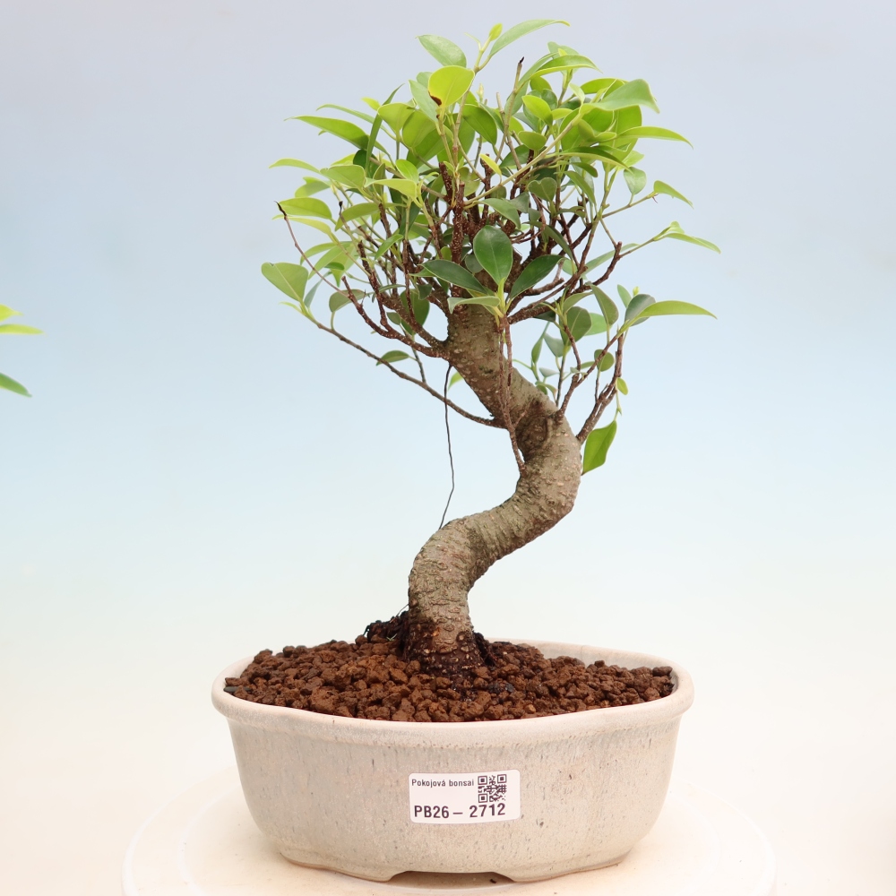 Camera bonsai - Ficus kimmen - ficus a foglie piccole