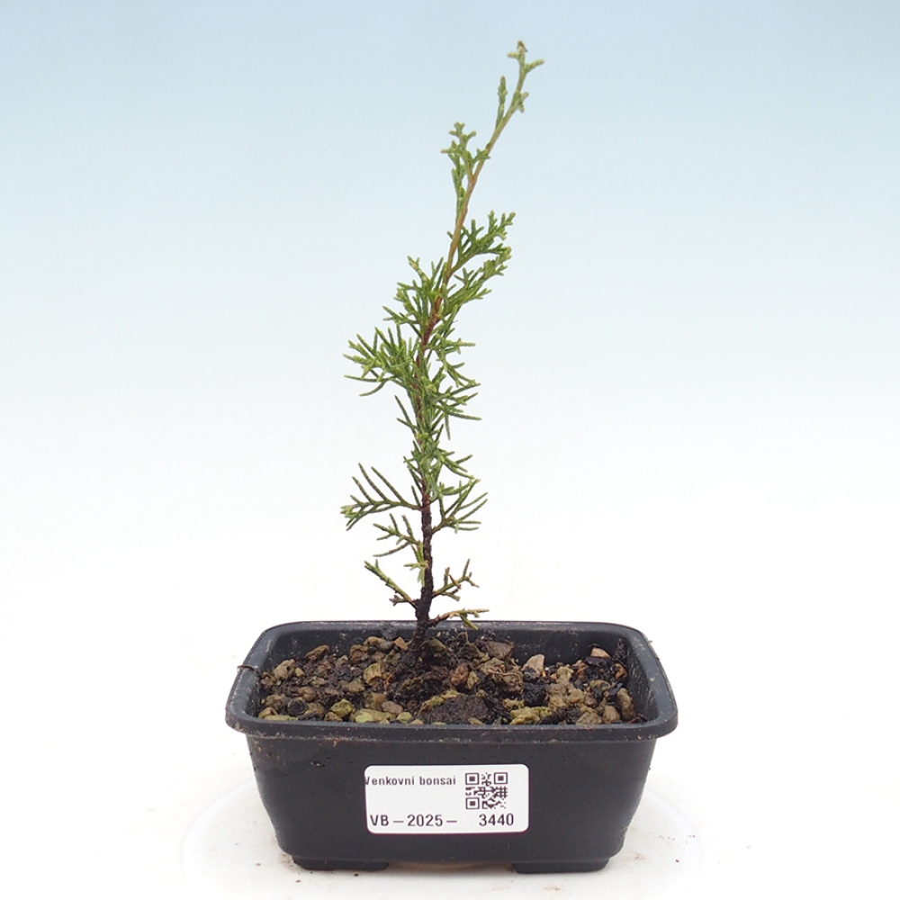 Bonsai da esterno - Juniperus chinensis Itoigawa