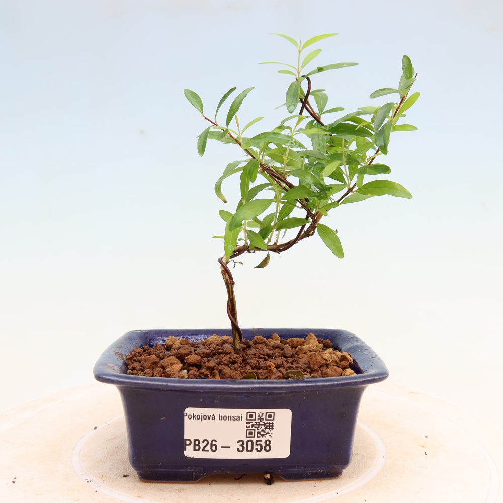 Camera bonsai-PUNICA granatum nana-Mela granata