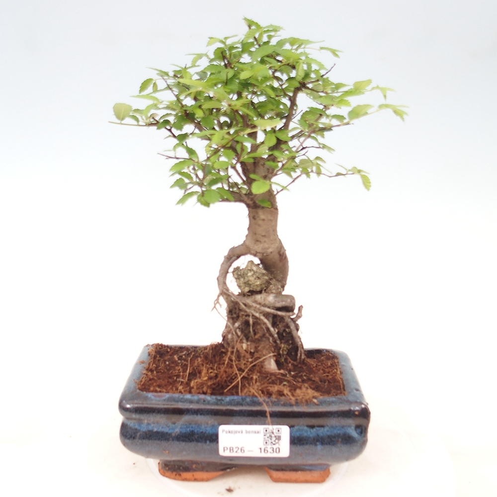 Camera bonsai - Ulmus parvifolia - Olmo a foglie piccole