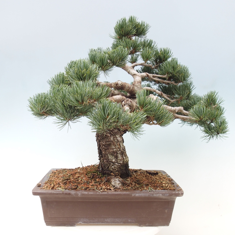Bonsai da esterno - Pinus parviflora - Pinus parviflora