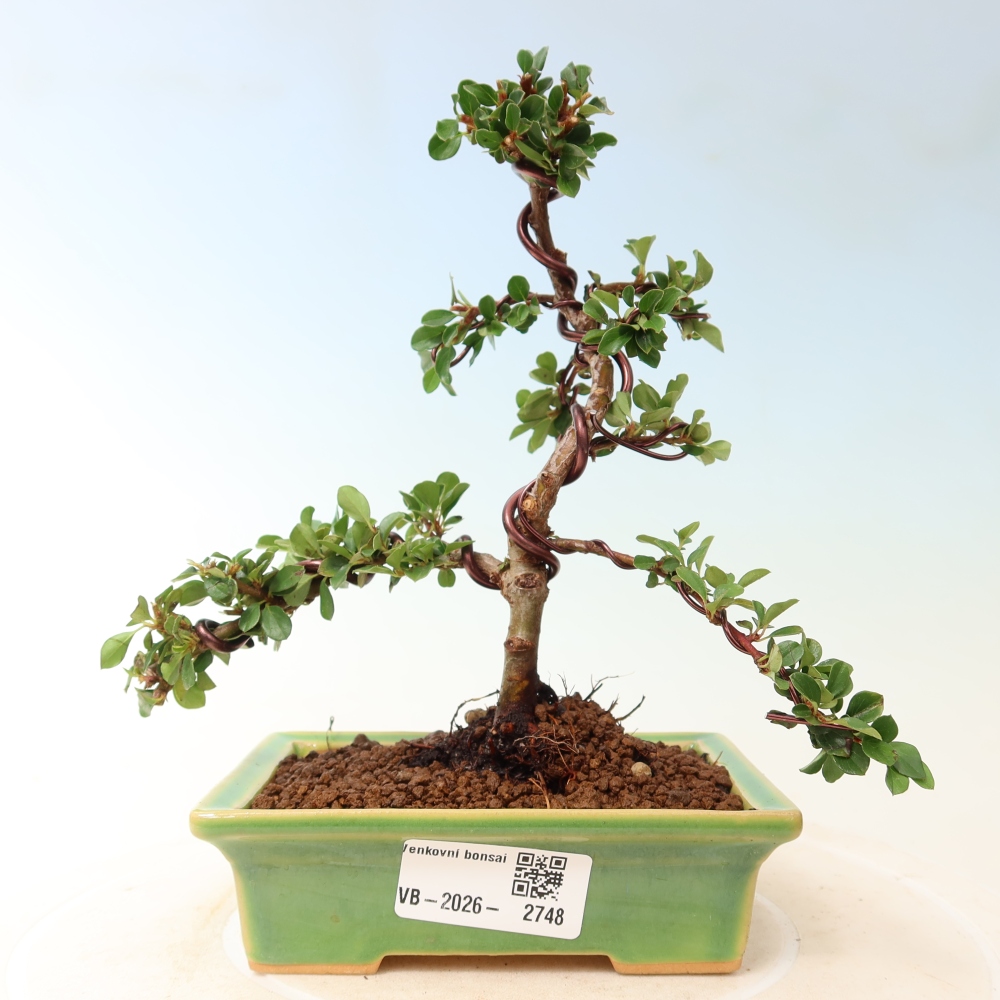 Bonsai da esterno - Cotoneaster horizontalis - Montagna rocciosa
