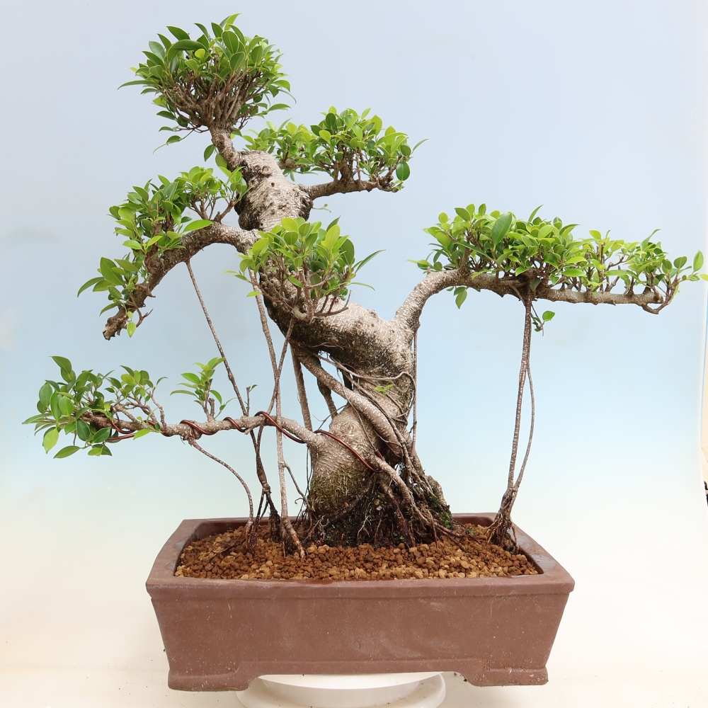 Camera bonsai - Ficus kimmen - ficus a foglie piccole
