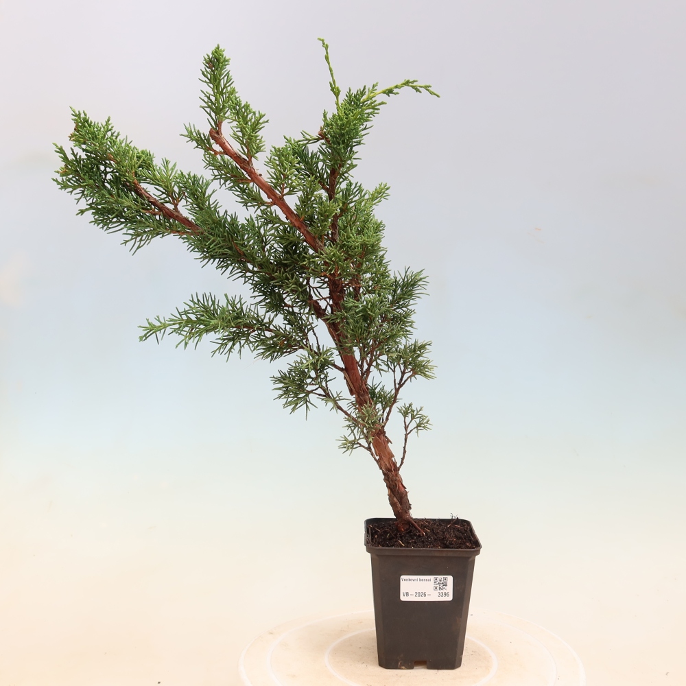 Bonsai da esterno - Juniperus chinensis Kishu