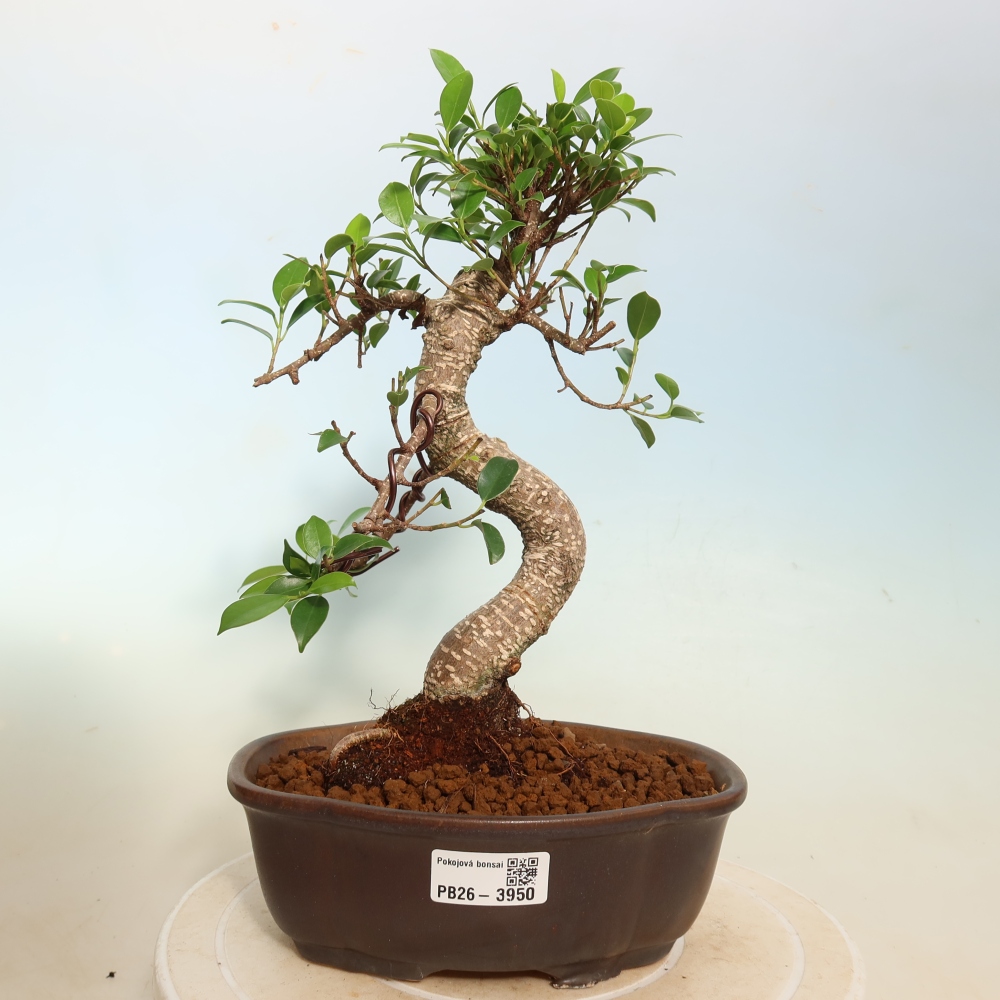 Camera bonsai - Ficus kimmen - ficus a foglie piccole