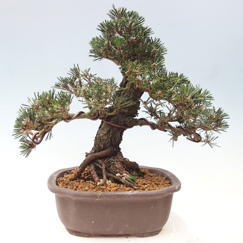 Bonsai da esterno - Pinus thunbergii Kotobuki - Pino di Thunberg