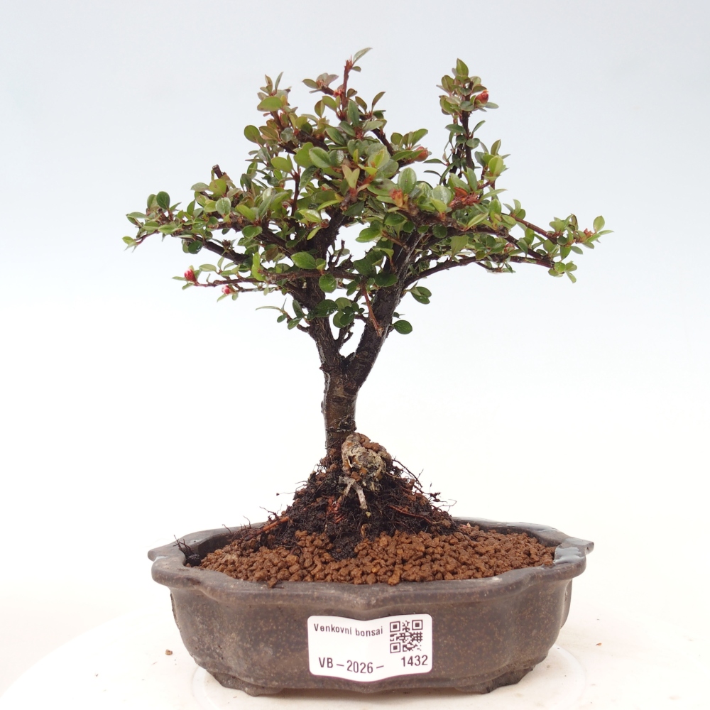 Bonsai da esterno - Cotoneaster horizontalis - Montagna rocciosa