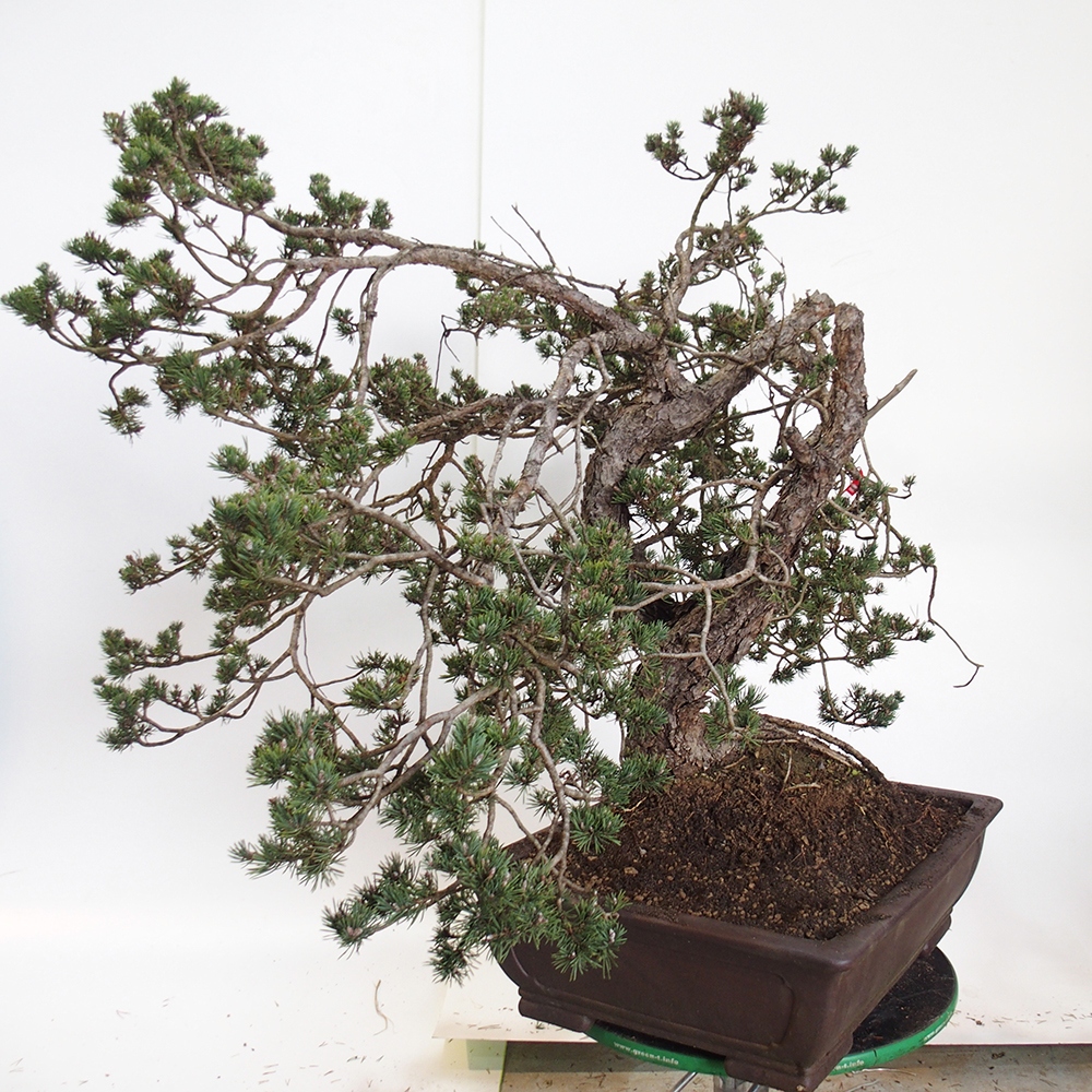 Yamadori - Pinus sylvestris Spagna