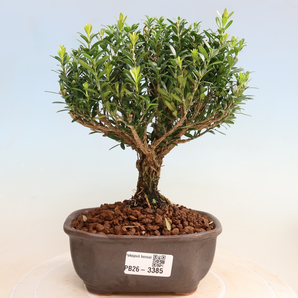 Camera bonsai - Buxus harlandii - buxus da sughero