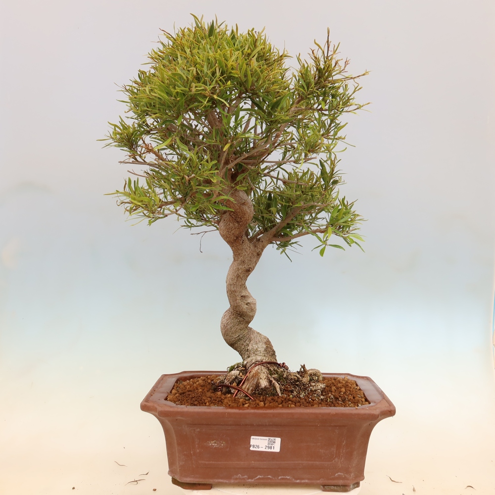 Camera bonsai - Ficus nerifolia - ficus a foglie piccole