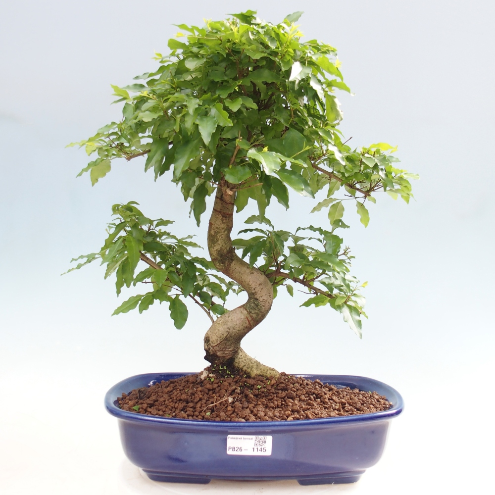 Camera bonsai -Ligustrum chinensis - Becco d'uccello