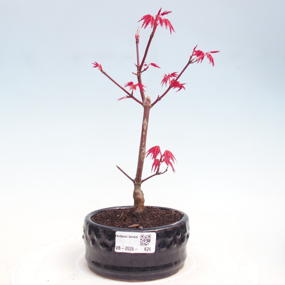 Bonsai da esterno - Acer palmatum DESHOJO