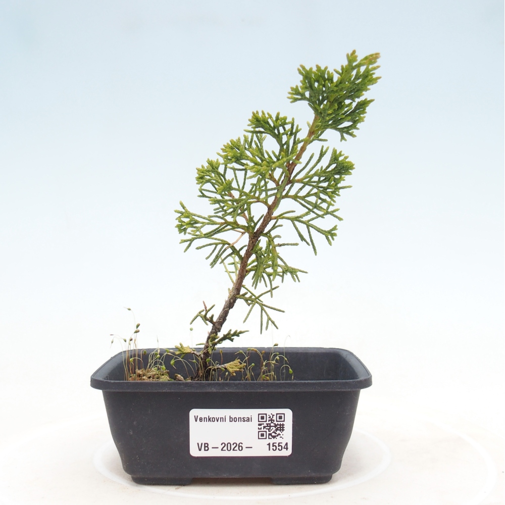 Bonsai da esterno - Juniperus chinensis Itoigawa