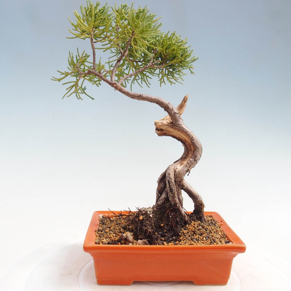 Bonsai da esterno - Juniperus chinensis Kishu