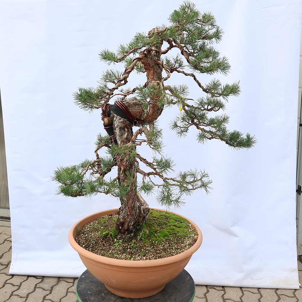 Pinus sylvestris Spagna - pino silvestre