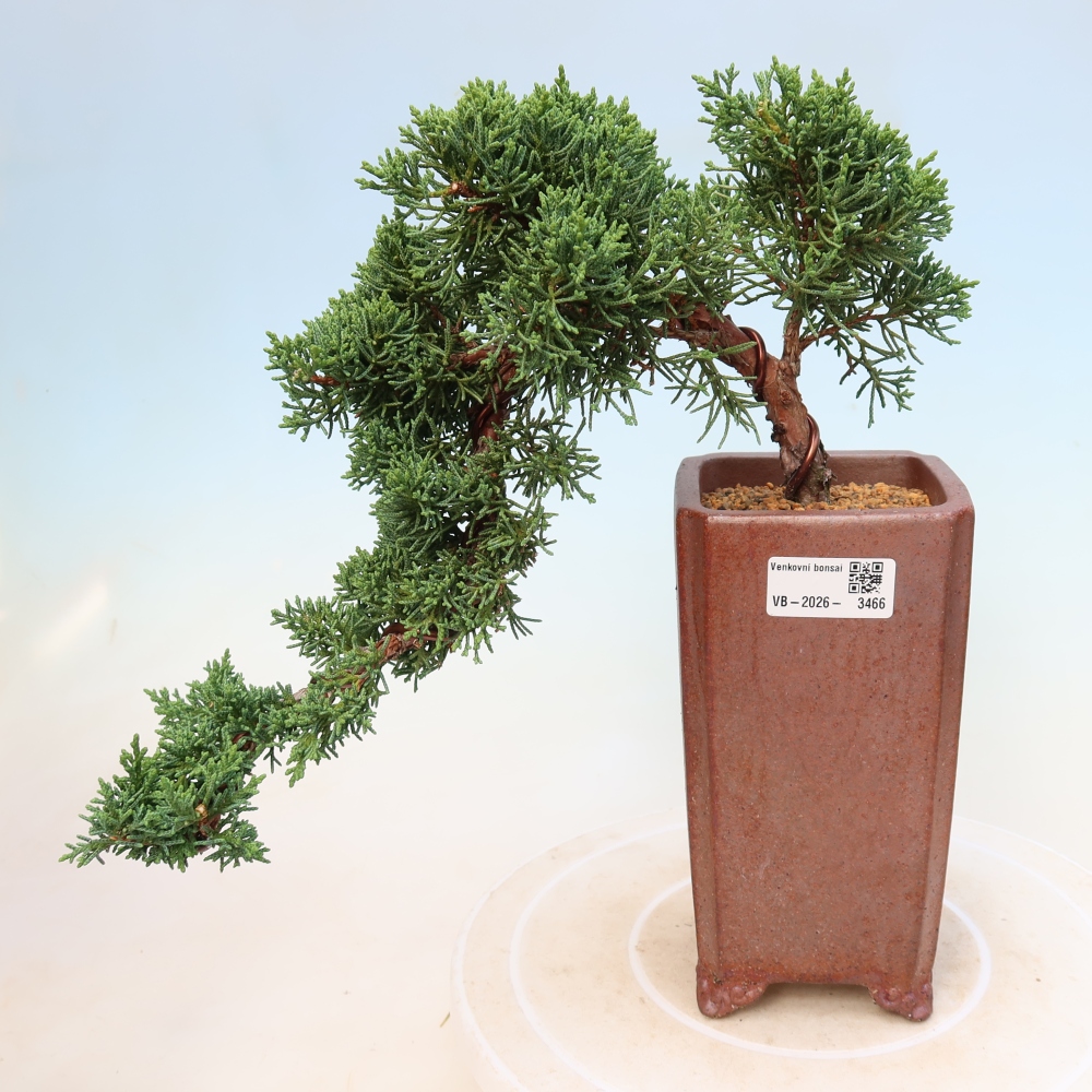 Bonsai da esterno - Juniperus chinensis Kishu