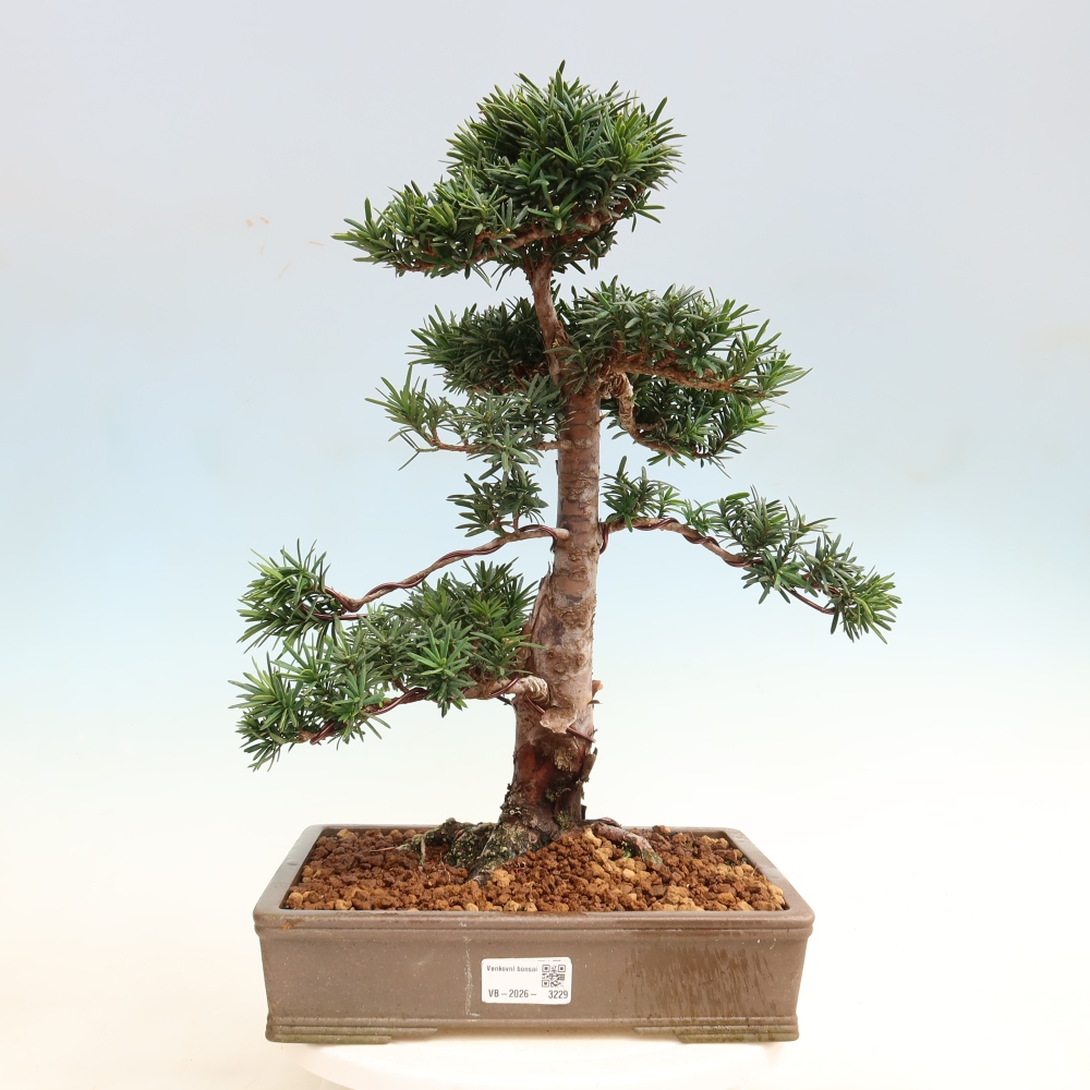 Bonsai da esterno - Taxus cuspidata - Tasso giapponese