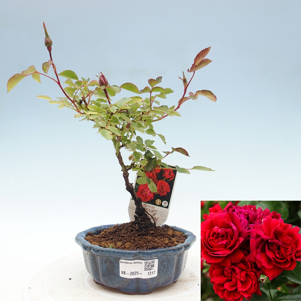 Bonsai da esterno - Rosa Kordes - rosa
