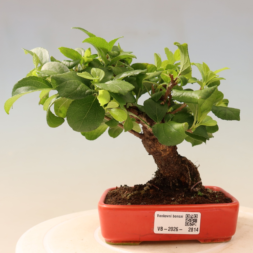 Bonsai da esterno - Celastrus orbiculatus
