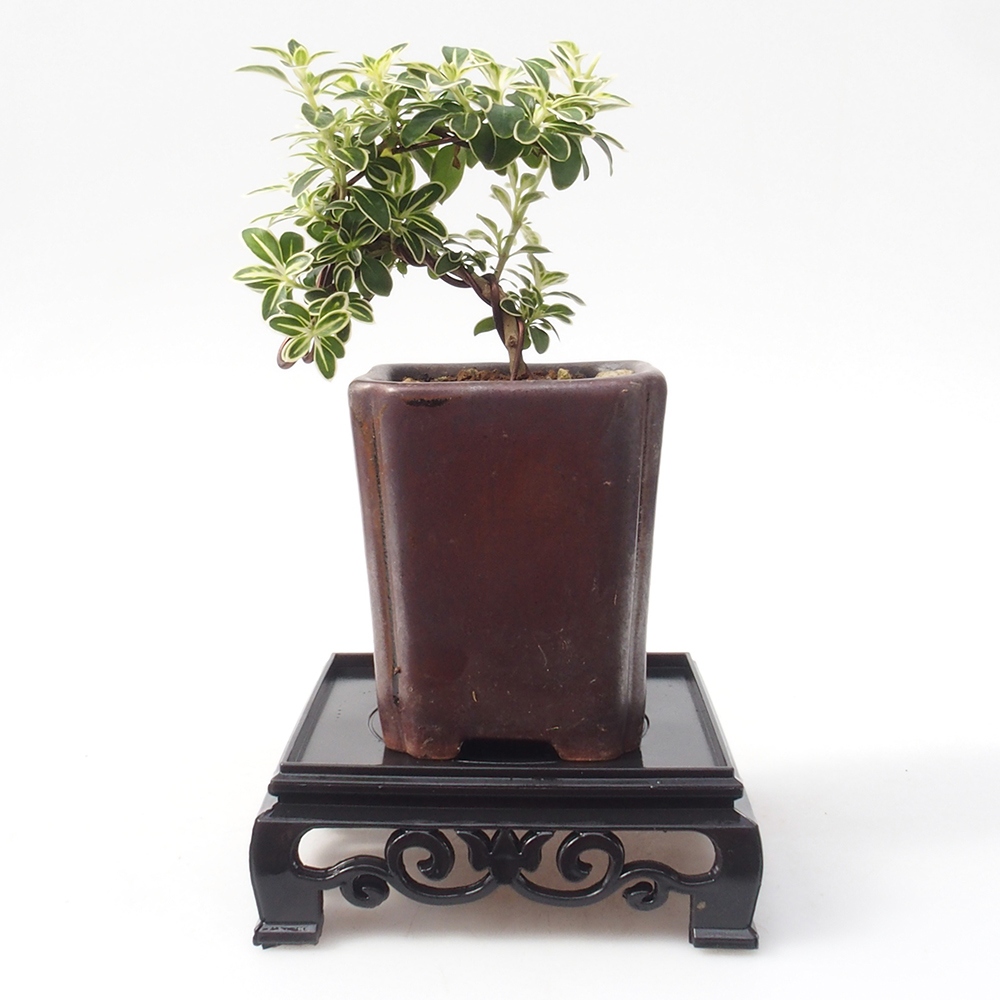 Tavolo bonsai quadrato in plastica 11 x 11 x 3,5 cm, colore nero
