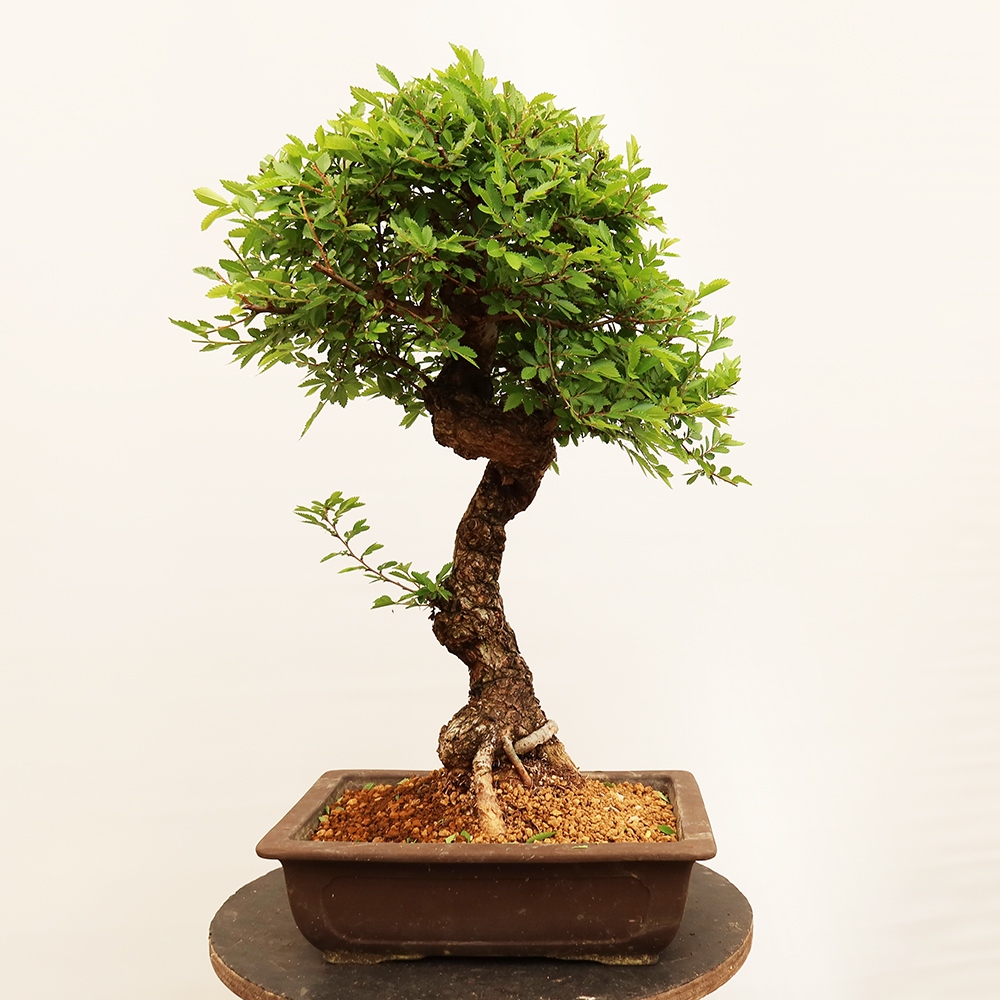 Bonsai da esterno - Zelkova - Zelkova NIRE