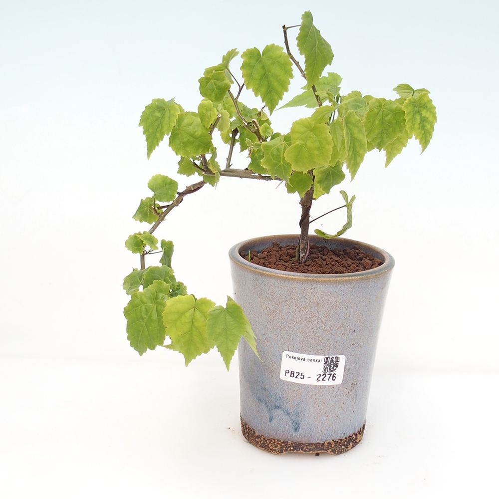 Bonsai da interno - Abutilon Big Bell - Cloudberry