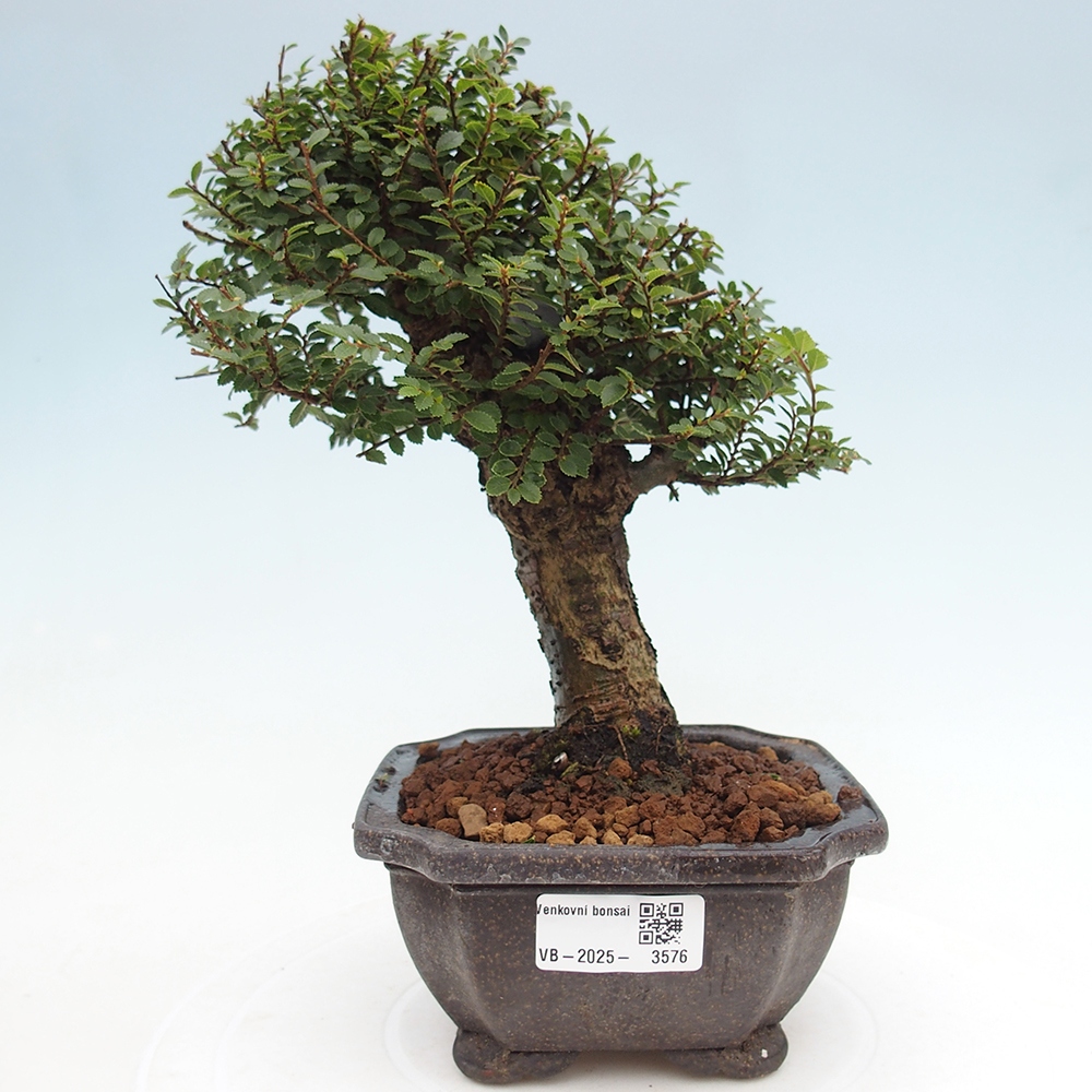 Bonsai da esterno - Ulmus parvifolia Hokkaido - Olmo cinese