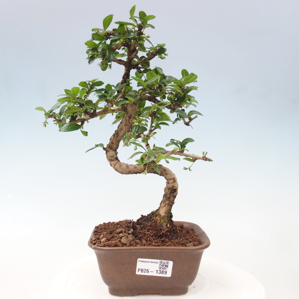 Camera bonsai - Carmona macrophylla - Tea fuki