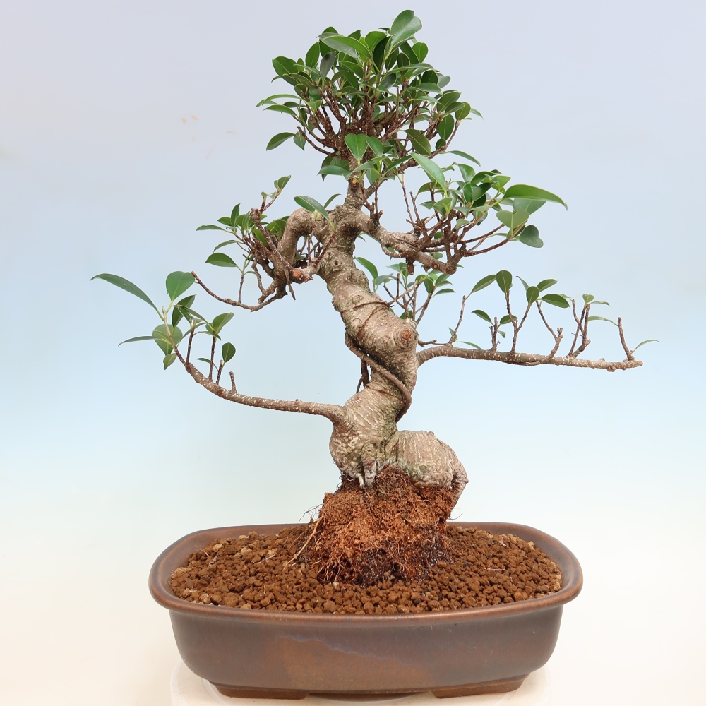 Camera bonsai - Ficus kimmen - ficus a foglie piccole