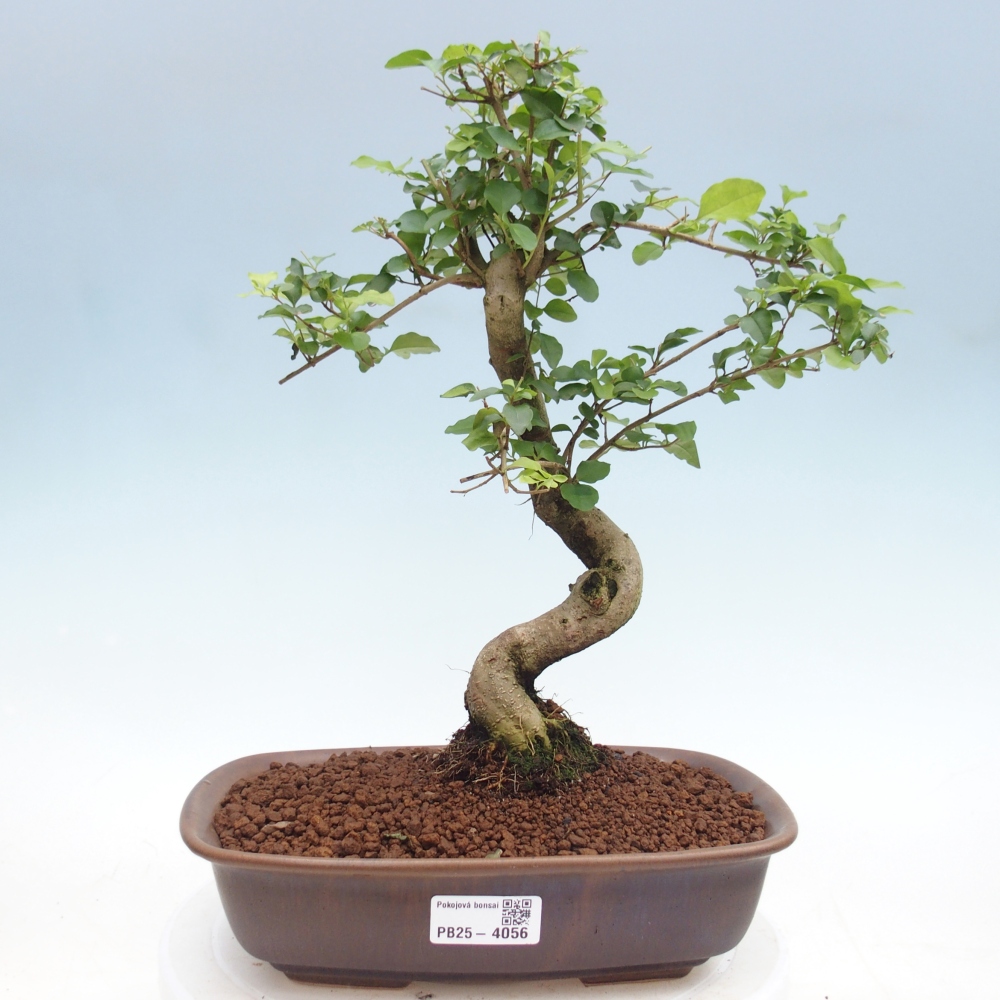 Camera bonsai -Ligustrum chinensis - Becco d'uccello