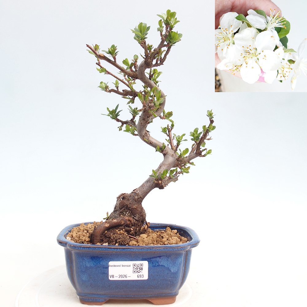 Bonsai da esterno - Malus sargentii - Melo a frutto piccolo