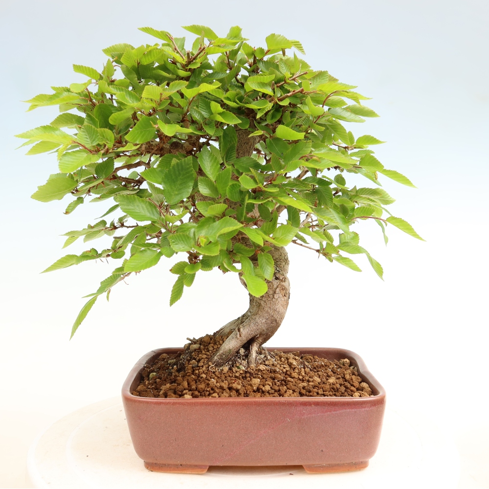 Bonsai da esterno -Carpinus Coreana - Carpino coreano