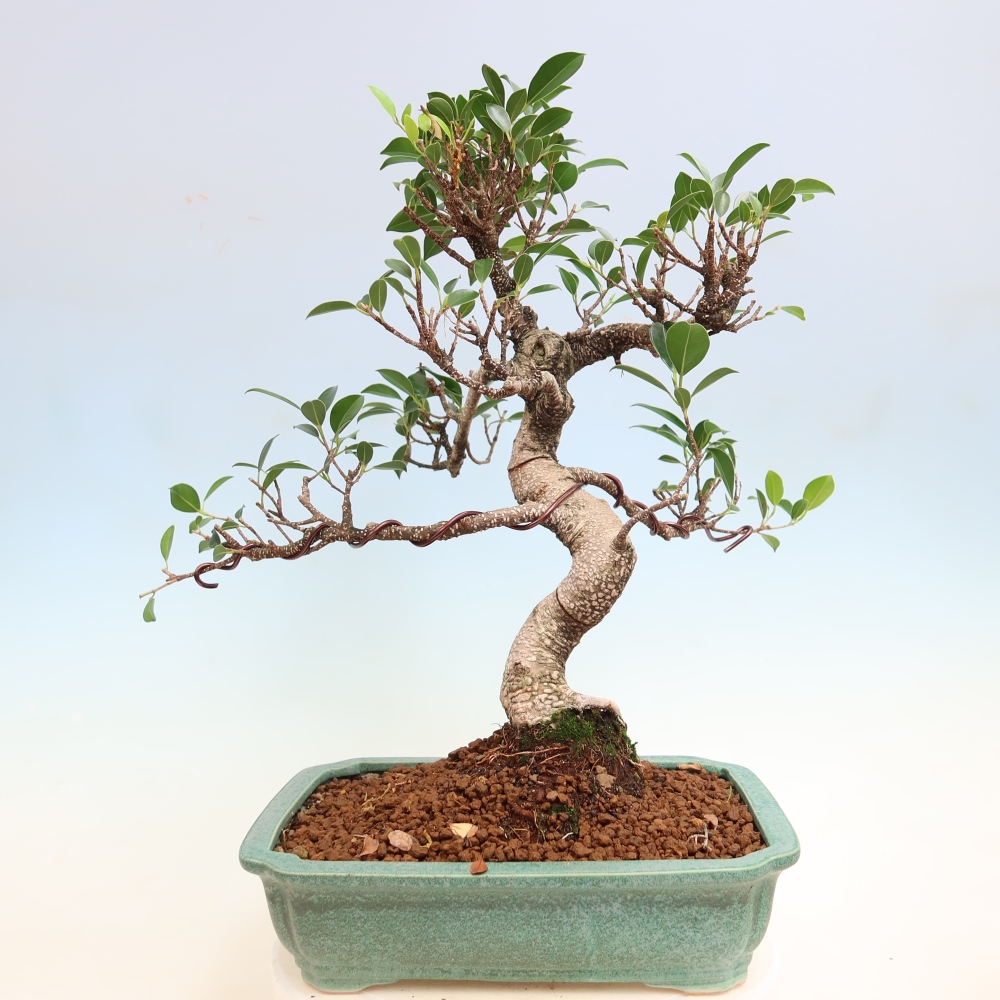 Camera bonsai - Ficus kimmen - ficus a foglie piccole