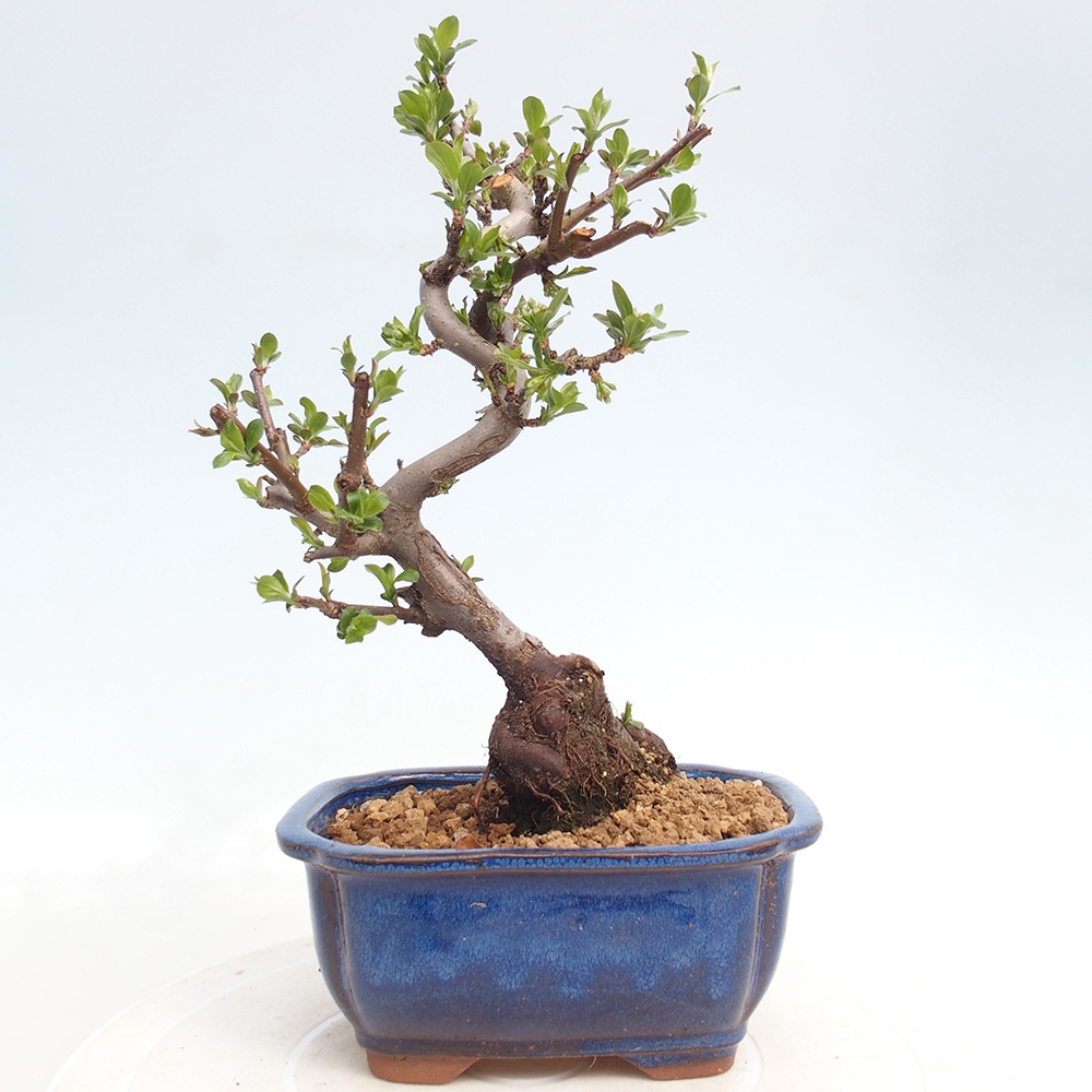 Bonsai da esterno - Malus sargentii - Melo a frutto piccolo