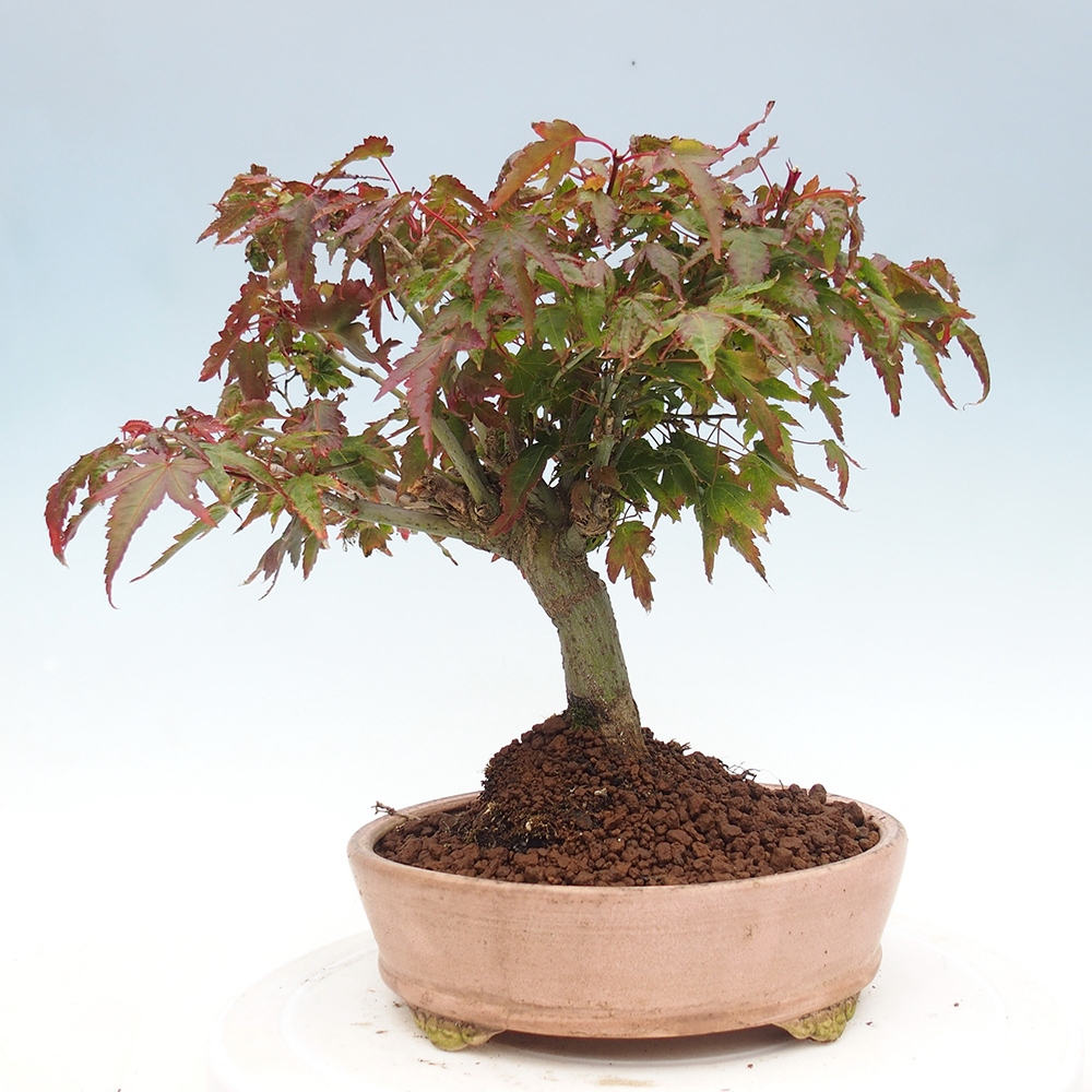 Acer palmatum KIOHIME - Acero palmato
