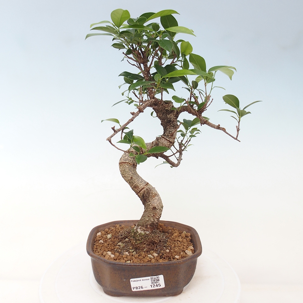 Camera bonsai - Ficus retusa - ficus a foglie piccole