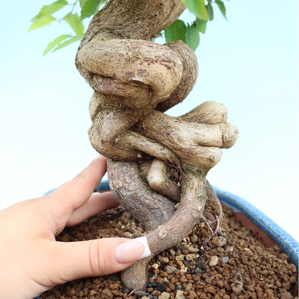 Bonsai da esterno -Carpinus Coreana - Carpino coreano