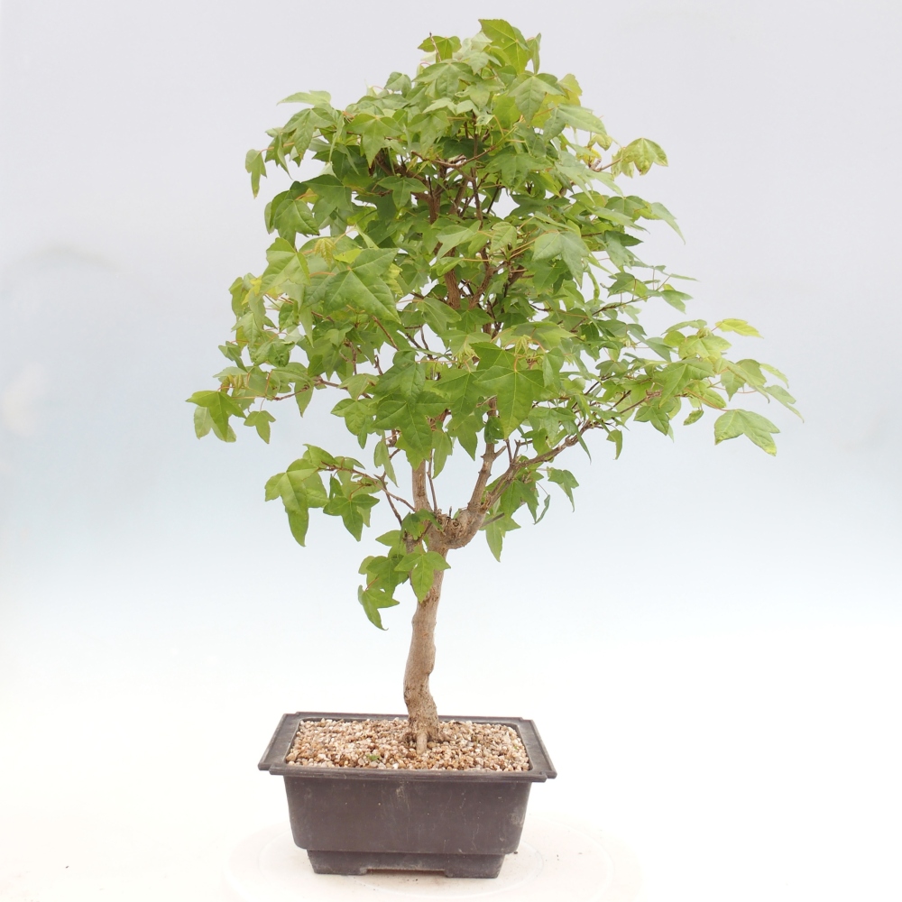 Bonsai da esterno - Acer Buergerianum - Acero di Burger