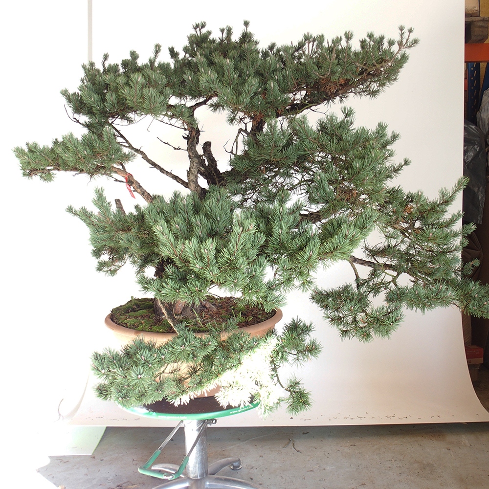 Yamadori - Pinus sylvestris Spagna