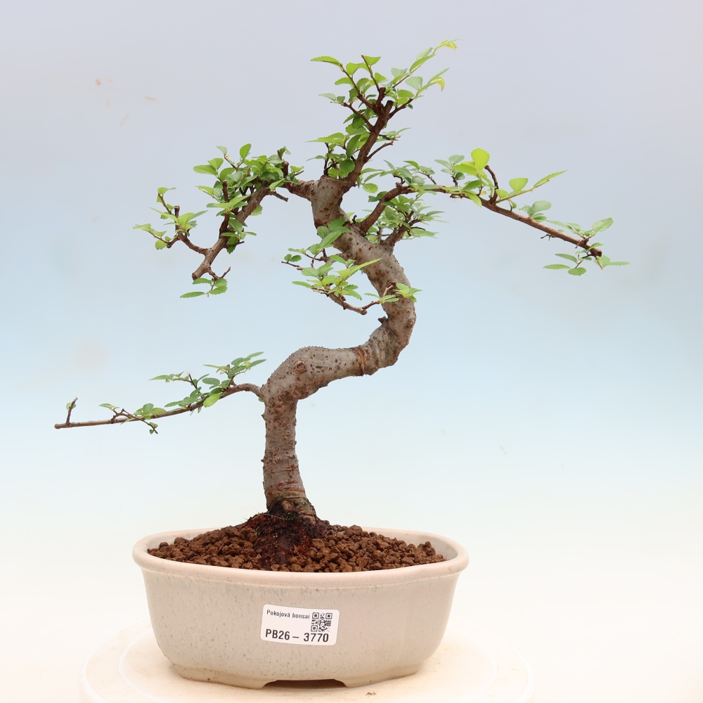 Camera bonsai - Ulmus parvifolia - Olmo a foglie piccole