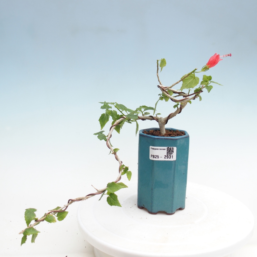 Bonsai da interno - Malvaviscus arboreus