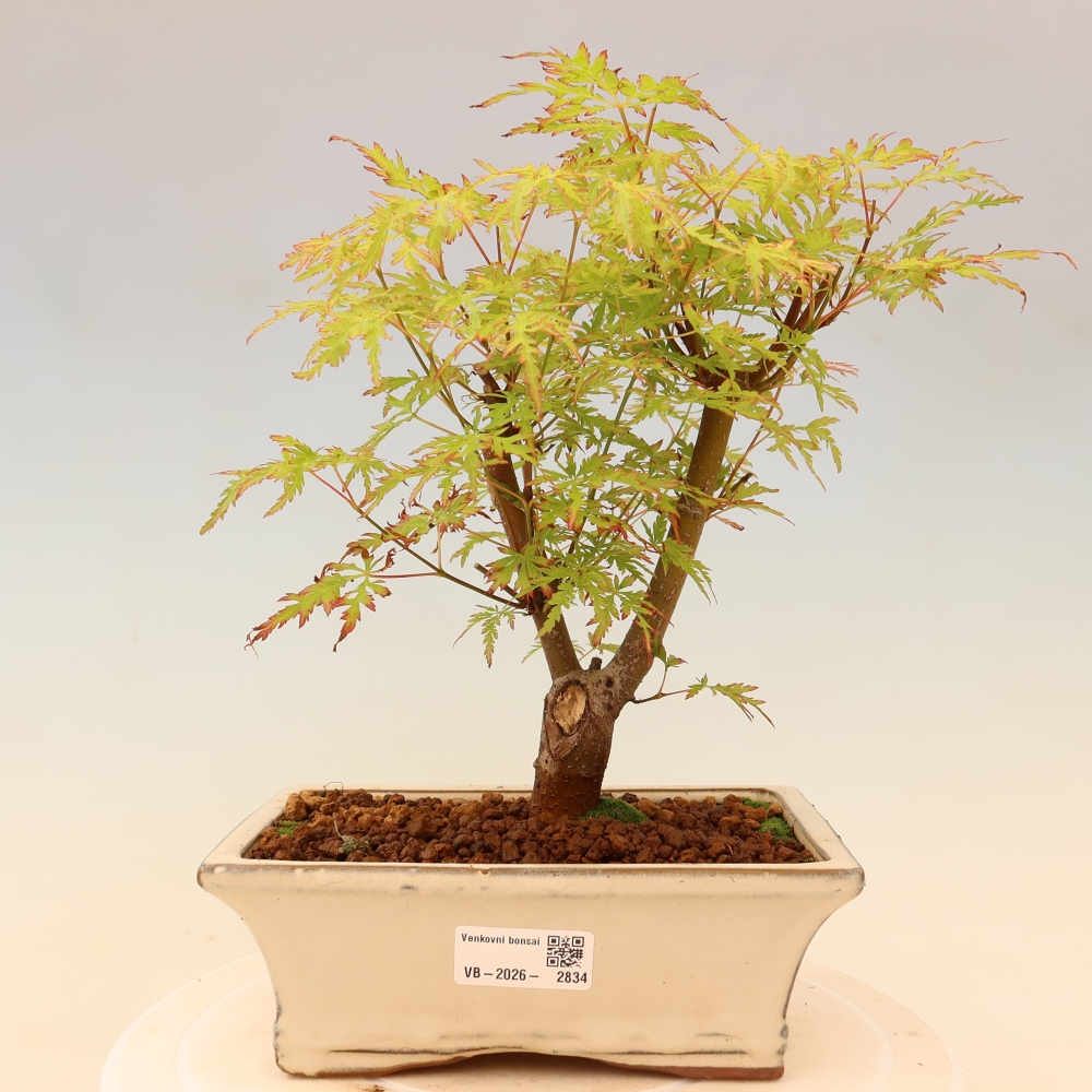 Bonsai da esterno - Acer palmatum Dissectum