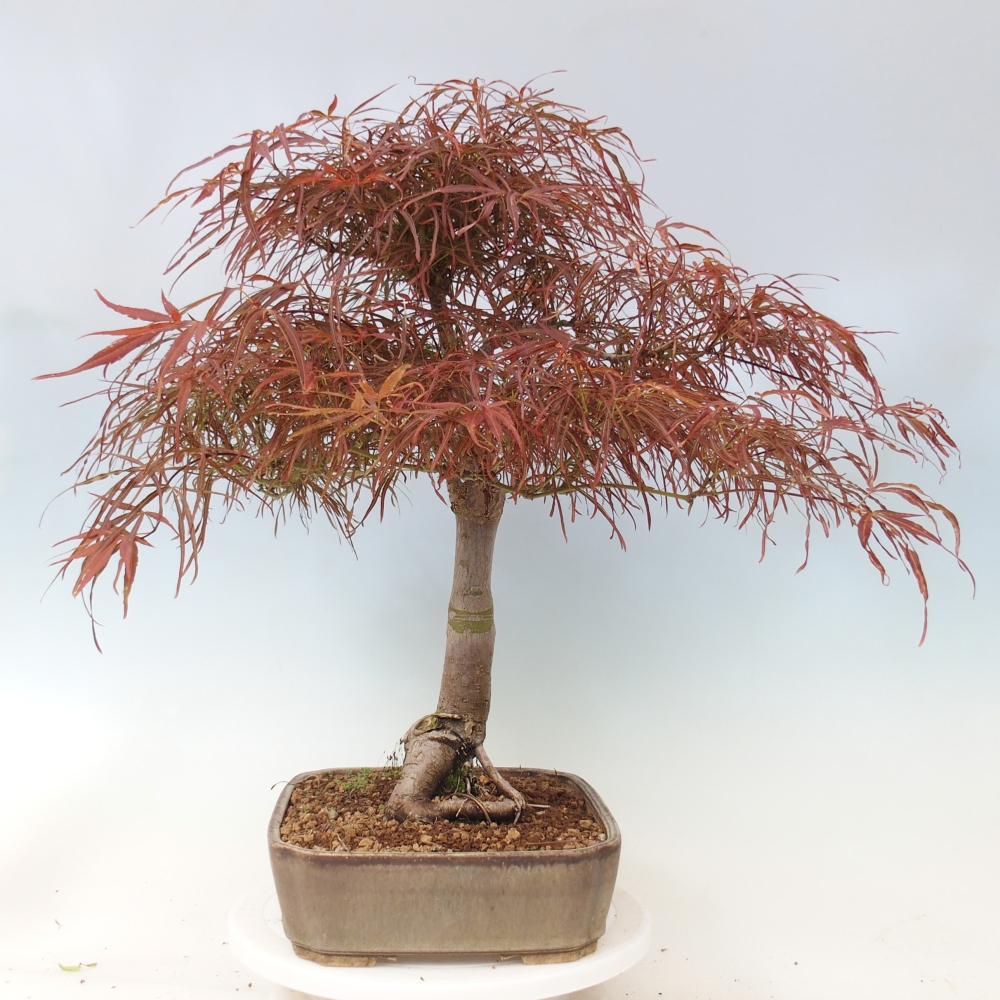 Bonsai da esterno - Acer palmatum RED PYGMY