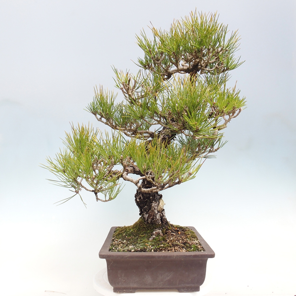 Bonsai da esterno - Pinus thunbergii - Pino di Thunberg