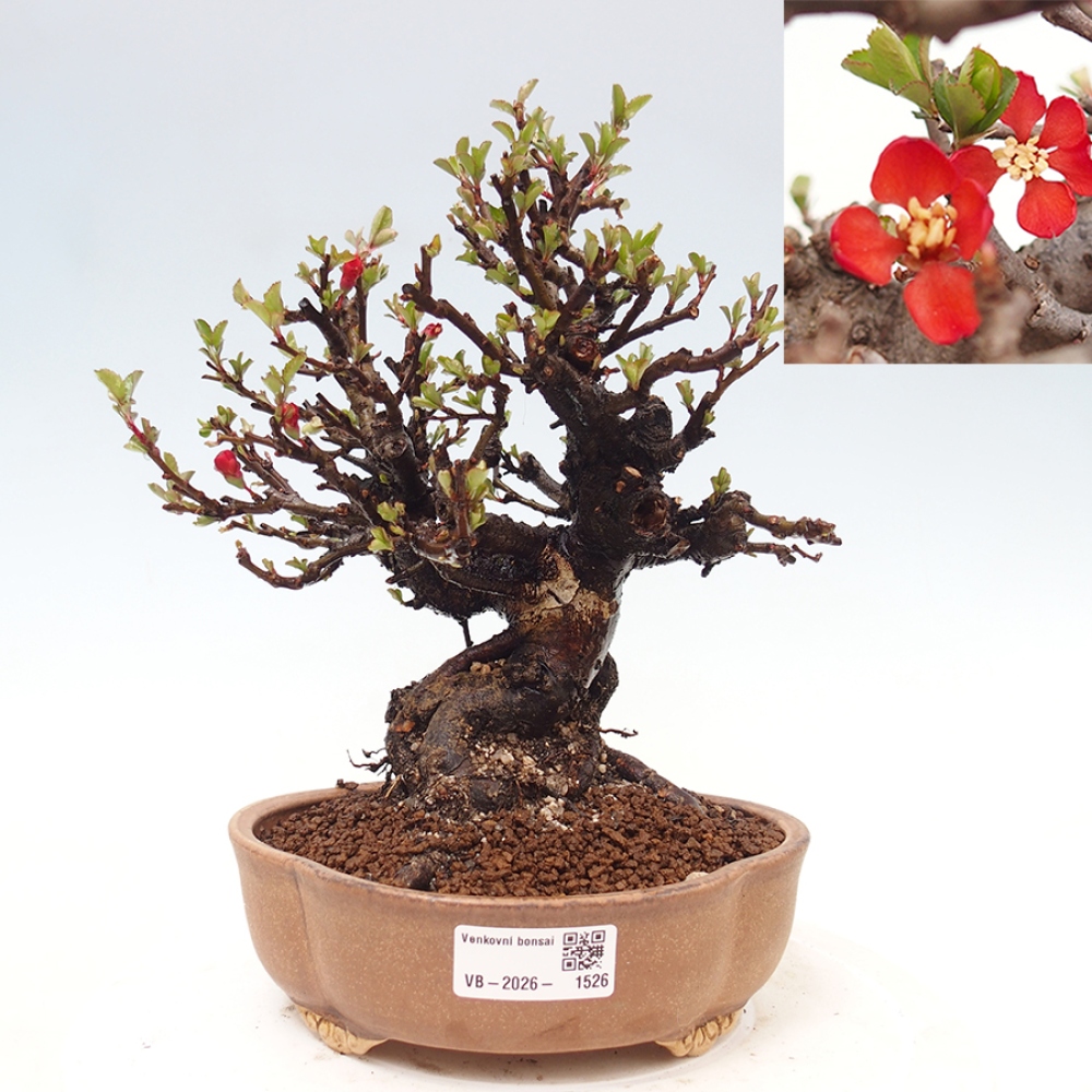 Bonsai da esterno - Chaneomeles speciosa - Cotogno